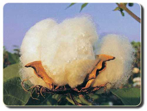 定做工作服知識之全棉面料優缺點比較